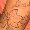 JAPANESE MAPLES