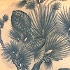 Korean Pine