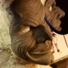 SPADE Sculpt