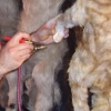 Airbrushing Alley-Cat Stripes