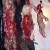 Final Animals