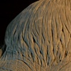 Frankenswine - Final Sculpt Detail