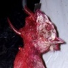Final Cat