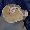 Frankenswine - Carving Pig Form