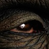 Boaris Frankenswine - Eye Detail