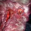 Adding Blood, Guts, & Gore - Large Dog