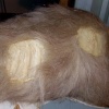 Small Dog Hair Application