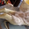 Small Dog Hair Application