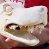 Animal Heads