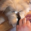 Small Dog Head Hair Application