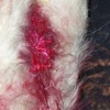 Adding Blood, Guts, & Gore
