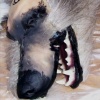 Large & Small Dog Head Hair Application