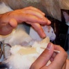Cat Hair Application
