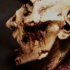 Severed Head