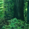 Shades of Green