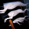 Sculpted Animal Forms