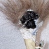 Small Dog Hair Application