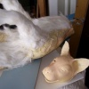 Cat Hair Application