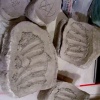 Rib & Mutilation Molds