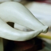 Beast Horn Sculpts