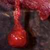 Adding Blood, Guts, & Gore - Dangling Eye