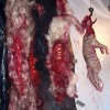 Satanic Animals
