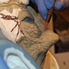 Frankenswine - Sculpting Eye & Cheek