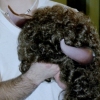 Horns with Wig
