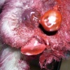 Adding Blood, Guts, & Gore - Dangling Eye