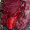 Adding Blood, Guts, & Gore - Small Dog