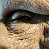 Frankenswine - Final Sculpt Detail