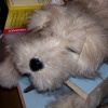 Small Dog