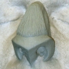 Beast Nose Appliance Sculpt