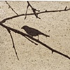 I look for what is Not a a Tree
