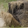 Napeague 2010-06-12