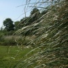 untitled (wind), 3902
