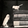 Books in Hand, there Remains so Much I can Not Name