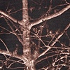 Veins of Night