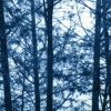 There are the days that we see the trees & those, the sky