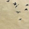 Flight, Flock, Rock Pigeon