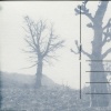 Calligraphy of Trees #3 (Baobab)