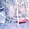 Bosco Bianco
(2009)