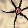 SEA CUCUMBERS
(detail)