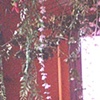 I Giardini Dell'Arte
(2008)