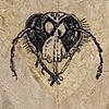 WASP