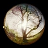 dead oak tree