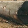 Selecting Timber 