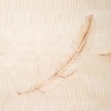 Feather, blonde on blonde