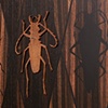 Heteroptera Screen