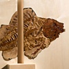 Fossil Dining Table